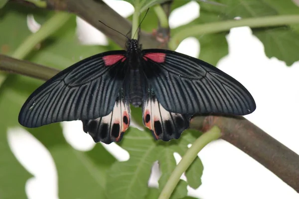 一只硕大的摩门教蝴蝶栖息在一棵树上的宏 — 图库照片