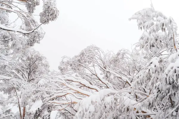 stock image A low angle shot of high trees completely covered in snow on a cold winter day