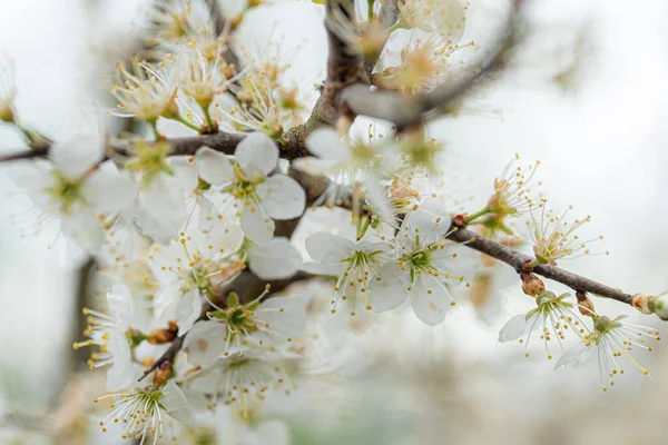 Macro Shot White Blackthorn Blossom Flowers — Stock Photo, Image