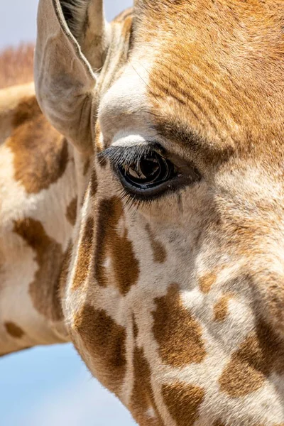 Eine Vertikale Aufnahme Von Giraffenauge Und Hals Bei Tageslicht — Stockfoto