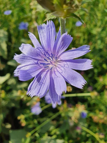 Eine Vertikale Aufnahme Einer Schönen Lila Cichorium Blume Die Auf — Stockfoto