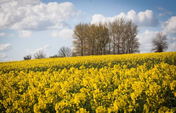Een Schilderachtig Uitzicht Prachtig Geel Koolzaad Bloemenveld Tegen Een Blauwe — Stockfoto