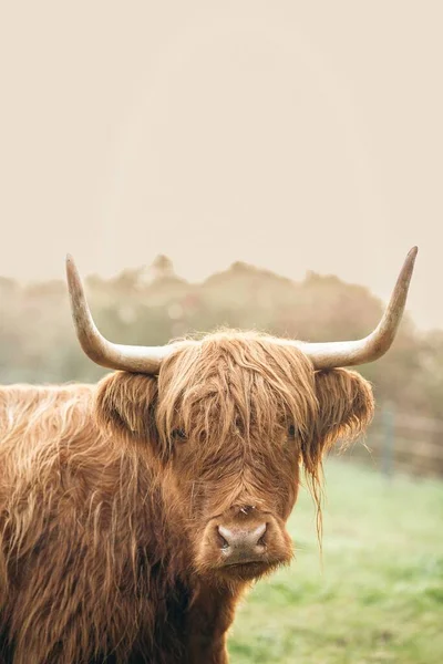上巴伐利亚谷地绿草草地上棕色高地牛的特写 — 图库照片