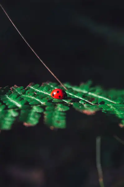 Ένα Κοντινό Πλάνο Ενός Χαριτωμένου Ladybug Μια Φτέρη Μαύρο Φόντο — Φωτογραφία Αρχείου
