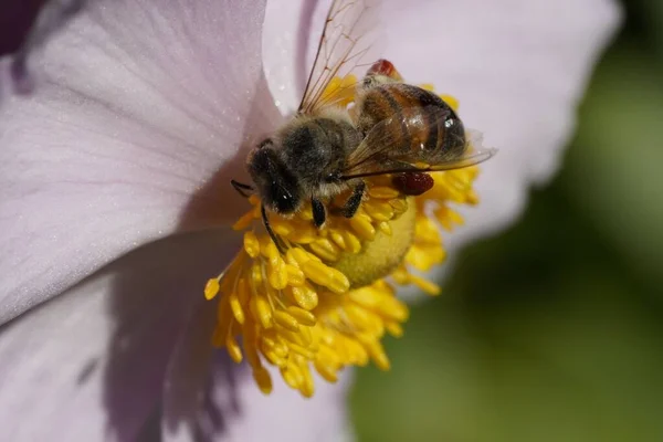 Ένα Κοντινό Πλάνο Μιας Μέλισσας Που Μαζεύει Νέκταρ Από Ένα — Φωτογραφία Αρχείου