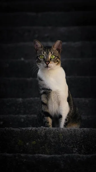 一只可爱的 长着明亮绿色眼睛的胖胖的猫在楼梯上的垂直镜头 — 图库照片