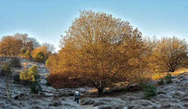 Bomen Gegroeid Heuvel Tegen Blauwe Lucht Winter — Stockfoto