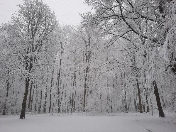 Ağaçlar Kışın Karla Kaplıydı — Stok fotoğraf