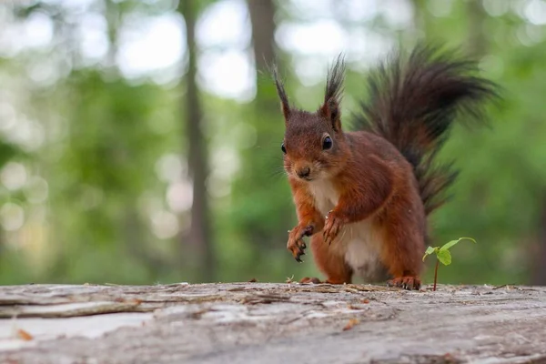 Eine Nahaufnahme Eines Niedlichen Braunen Eichhörnchens — Stockfoto