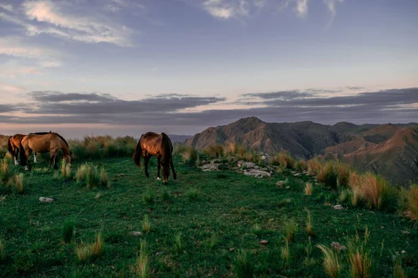 Een Groep Paarden Grazen Een Prachtig Berglandschap Argentinië — Stockfoto