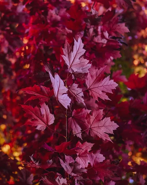 Kırmızı Sonbahar Yapraklarının Bulanık Arka Plandaki Ağaçtaki Dikey Görüntüsü — Stok fotoğraf