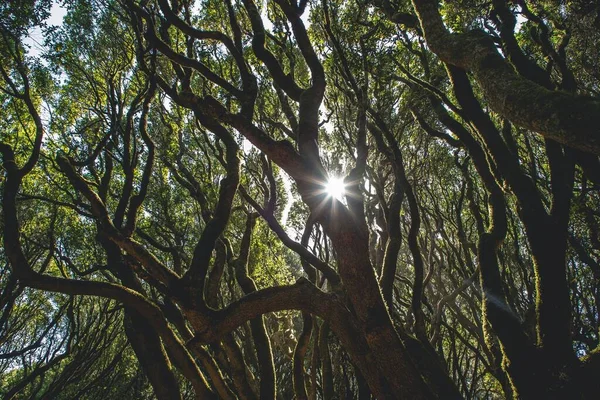 Прекрасный Вид Зеленый Лес Солнечный День — стоковое фото
