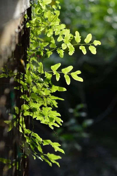 Plano Vertical Una Planta Adiantum Jardín —  Fotos de Stock