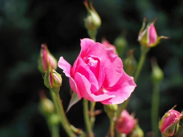 Egy Közeli Kép Egy Rózsaszín Rosa Erzsébet Királynőről Egy Napsütéses — Stock Fotó