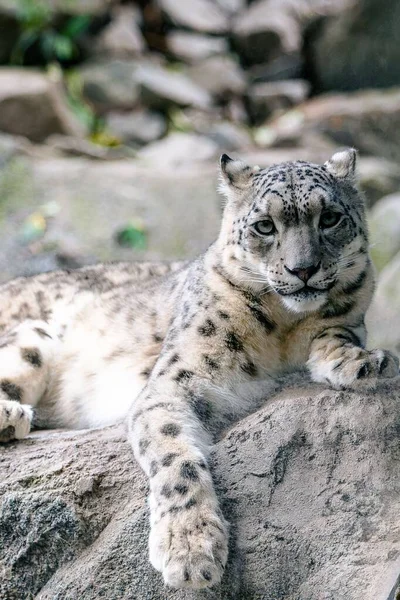 Bellissimo Scatto Leopardo Delle Nevi Che Rilassa Una Roccia — Foto Stock
