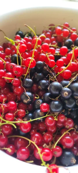Vertical Shot Red Black Currants White Plate — Stock Photo, Image