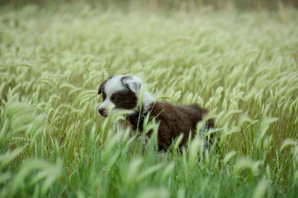 Selective Border Collie Puppy Playing Green Grass — Stock Photo, Image