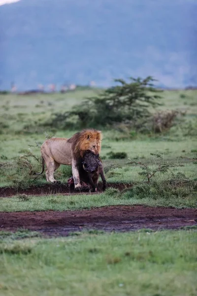 Вертикальный Снимок Льва Самца Тащащего Бородавку Масаи Мара Кения — стоковое фото
