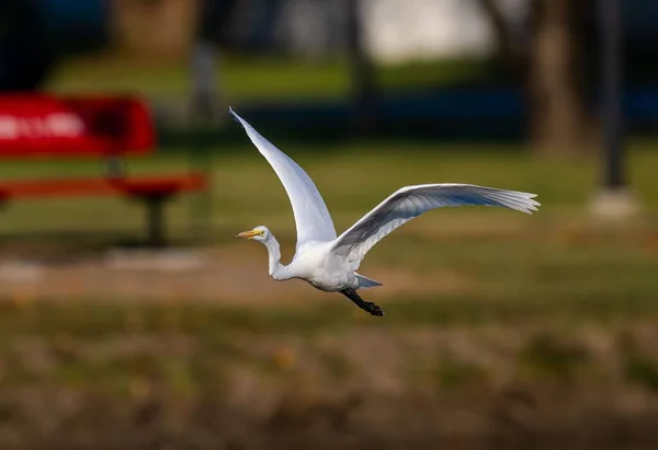 Селективный Снимок Большой Белой Цапли Летящей Над Озером — стоковое фото