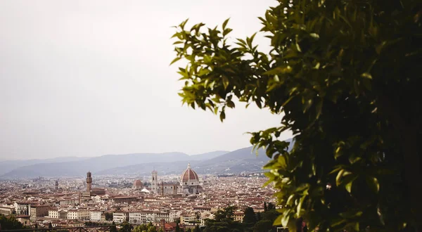 Flygande Stadsbild Florens Och Ett Träd Förgrunden — Stockfoto