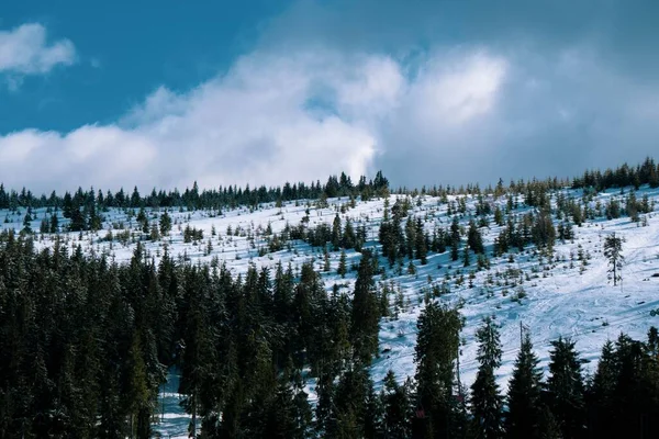 Céu Nublado Sobre Árvores Densas Cobertas Neve Inverno — Fotografia de Stock