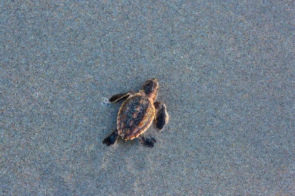 Een Top Uitzicht Van Een Kleine Moderne Zeeschildpad Een Zand — Stockfoto
