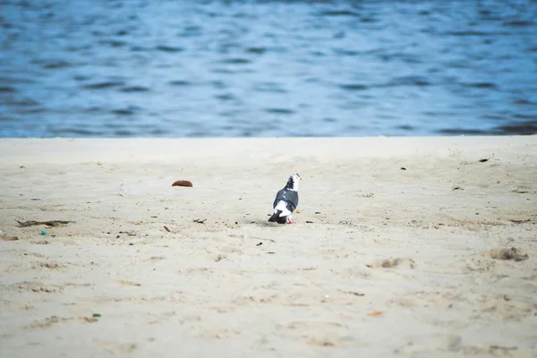 Eine Taube Die Auf Dem Sand Eines Strandes Steht Hintergrund — Stockfoto