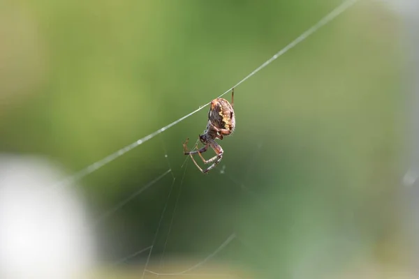 Detailní Záběr Evropského Křížového Pavouka Pavučině Poli Rozmazaným Pozadím — Stock fotografie