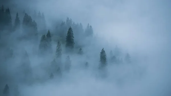 Vacker Utsikt Över Mystisk Dimmig Skog Mörkret — Stockfoto