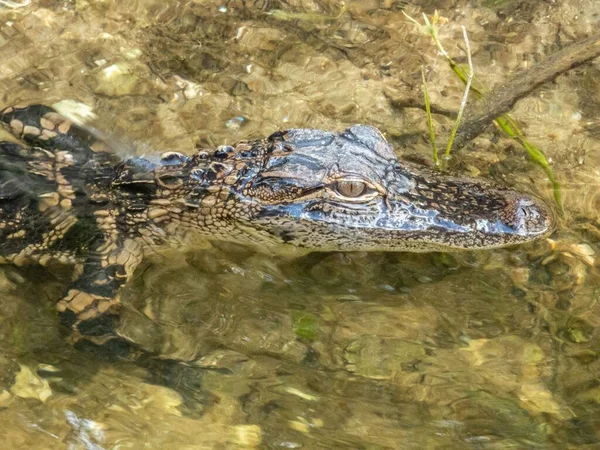 Nahaufnahme Eines Amerikanischen Alligators Wasser — Stockfoto