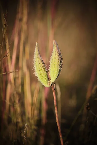 Vertical Shot Common Milkweed — Stock Photo, Image