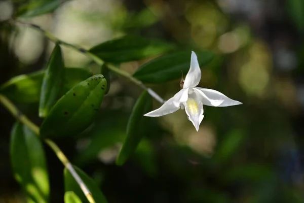 Primo Piano Fiore Orchidea Piccione Nel Giardino — Foto Stock