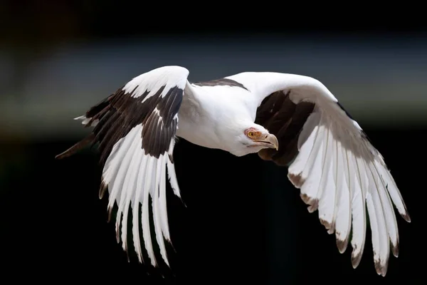Close Palm Vulture Eagle Gypohierax Angolensis Flight Dark Background — Stock Photo, Image