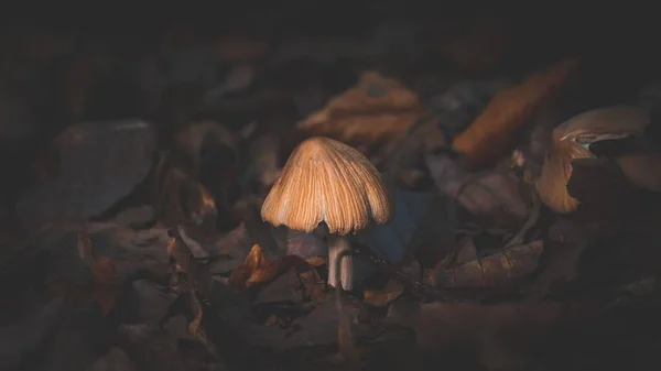 Small Mica Cap Mushroom Coprinellus Micaceus Blurred Background — Stock Photo, Image