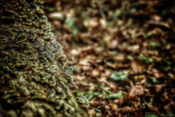 Foyer Sélectif Champignons Poussant Sur Arbre Abattu Dans Forêt — Photo