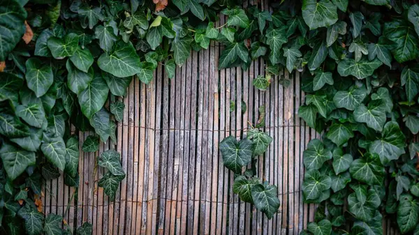 Zelená Břečťan Rostlina Pokrývající Dřevěný Plot — Stock fotografie