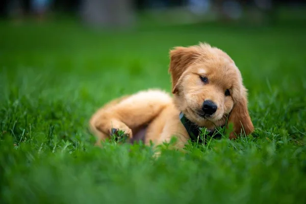 愛らしい黄金の検索犬の品種 緑の芝生の上で遊んで胸の襟付き — ストック写真