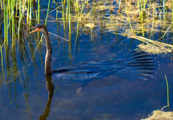 Ein Anhinga Schwimmt Einem Teich — Stockfoto