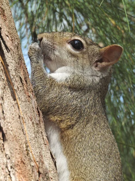 Closeup Shot Grey Squirrel Tree — Stock Photo, Image