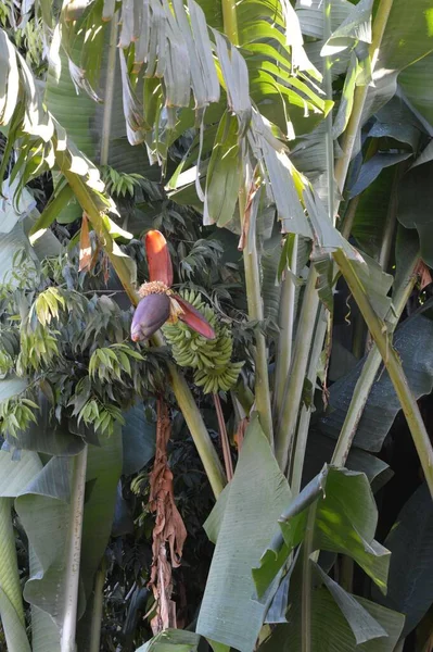 Vertical Shot Banana Tree Big Green Leaves — Stock Photo, Image