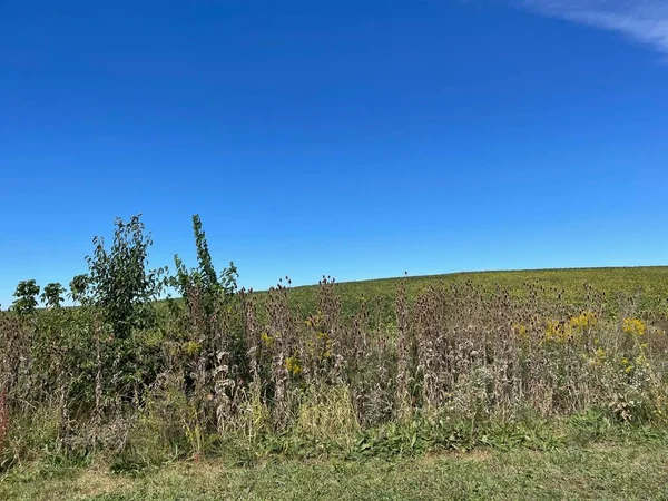 在阳光灿烂的日子里 田野里的干枯植物在蓝天的映衬下生长 — 图库照片