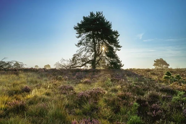 Een Zonsondergang Hemel Boven Een Heideveld Met Bomen Nederland — Stockfoto