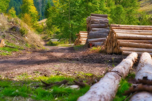 stock image A pile of wooden logs on the lawn ground in the Thuringian Forest in Germany