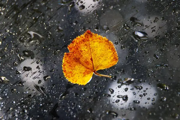 雨の後に雨の多いガラスに取り付けられた黄色の紅葉のクローズアップ水平ショット — ストック写真