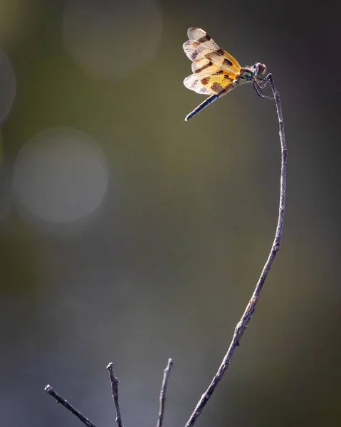 Bir Bitkiye Asılı Turuncu Kanatlı Bir Yusufçuğun Dikey Odak Noktası — Stok fotoğraf