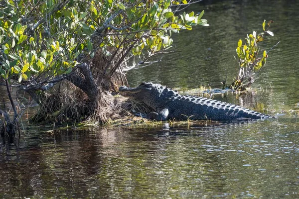 Den Amerikanska Alligatorn Nära Träden Floden — Stockfoto