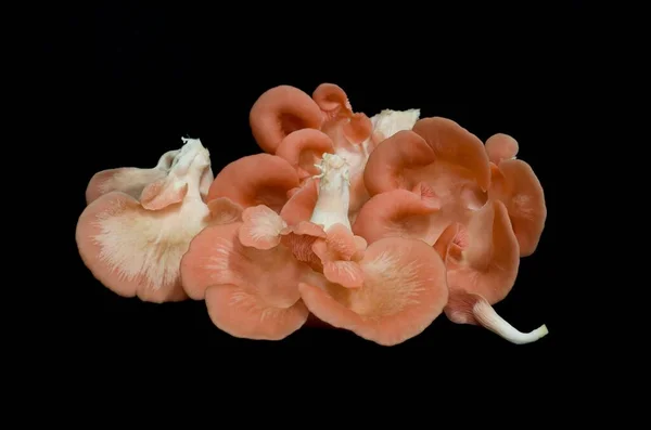 Egy Közeli Felvétel Egy Gombáról Ami Csomagolt Földből Fekete Alapon — Stock Fotó