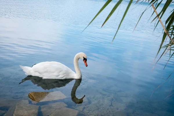 Прекрасный Снимок Лебедя Плывущего Озеру — стоковое фото