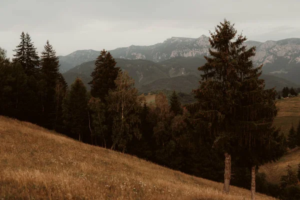 Sommige Bomen Een Heuvel Tegen Achtergrond Van Bergen — Stockfoto