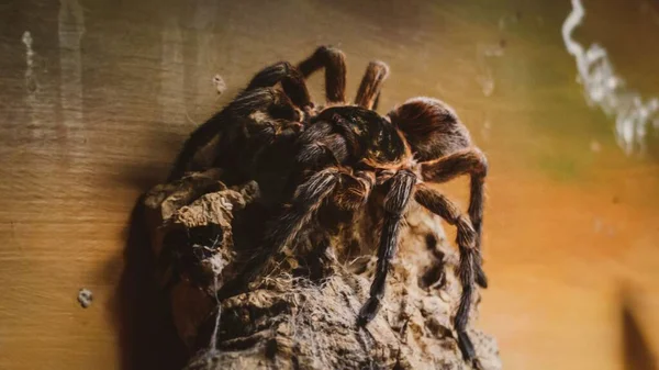 Close Shot Spider Tarantula Rock — Stock Photo, Image